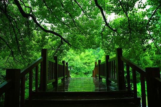 树林中的木桥