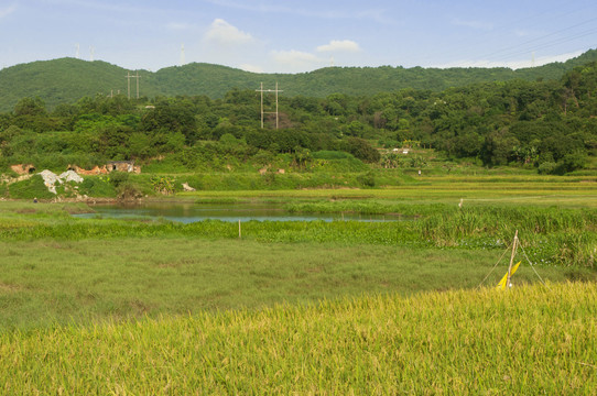 农田水稻种植