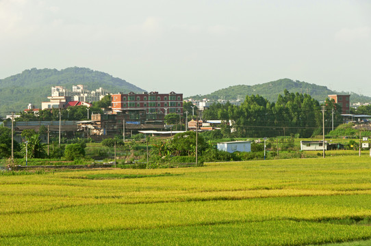 乡村土地稻田