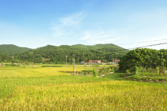 早稻田园风光