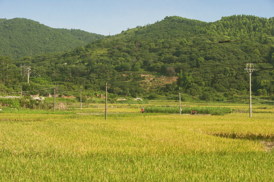 丘陵稻田景色