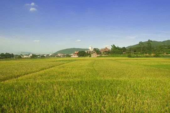 农田水稻景色