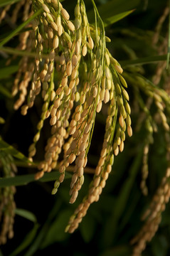 稻穗稻粒素材图