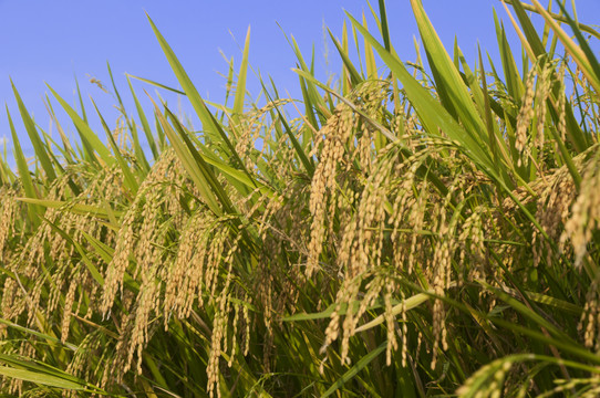 庄稼之水稻