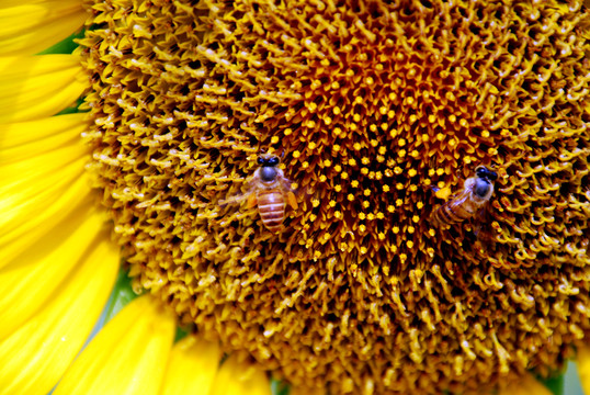 向日葵与蜜蜂