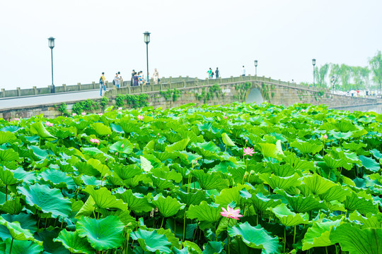 杭州西湖夏天断桥