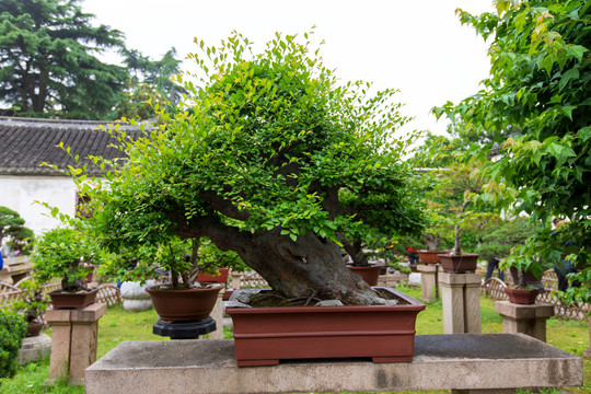 江苏苏州拙政园盆景园盆景