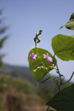 菜豆