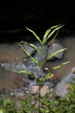 井栏边草