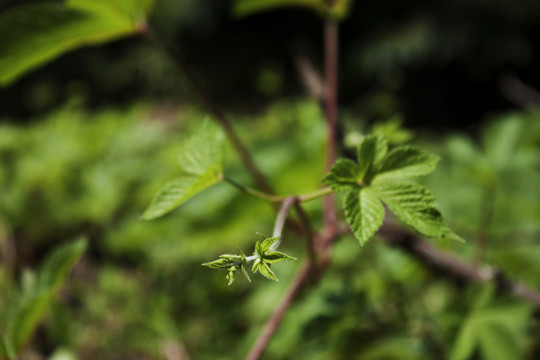 葎草