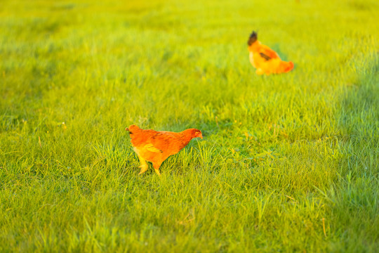 草地农家散养鸡
