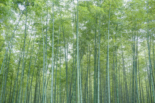 竹林背景