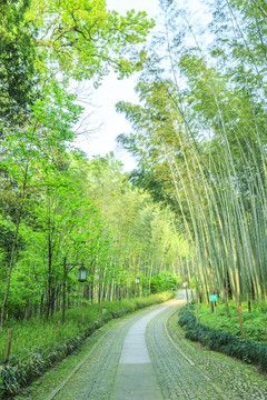 翠竹林石板路