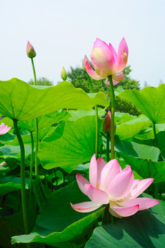 漂亮荷花