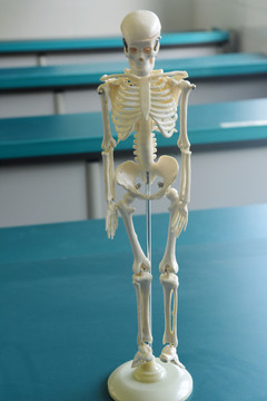 人体骨骼模型