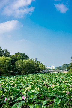 玄武湖公园荷花盛开