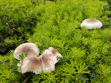 草丛间的野生蘑菇