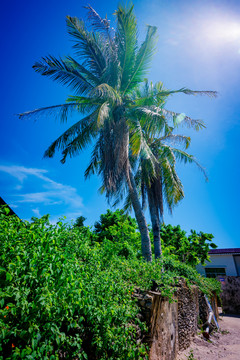 西岛椰树