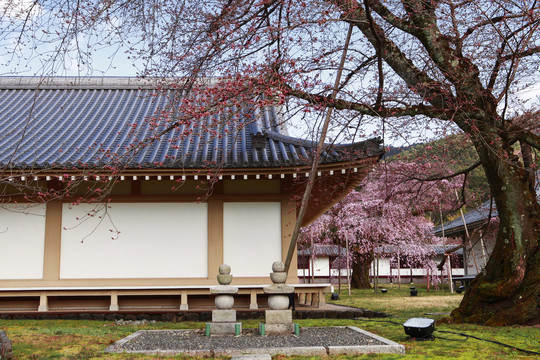 醍醐寺樱花