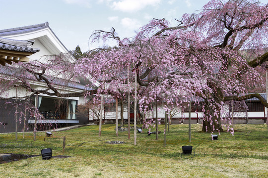 醍醐寺樱花