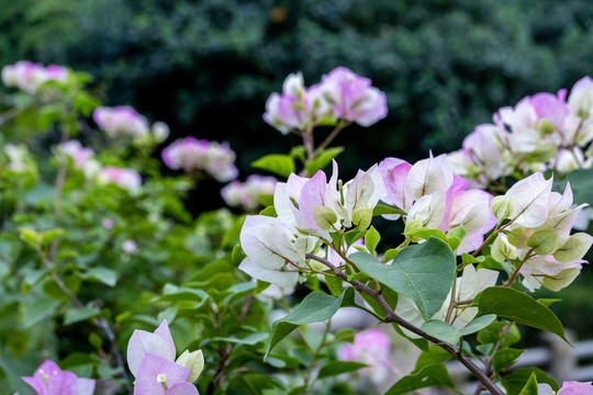 杜鹃花