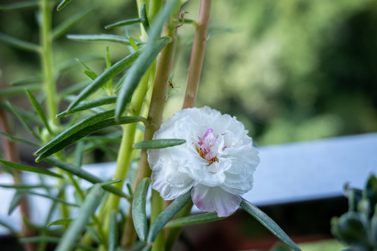 太阳花