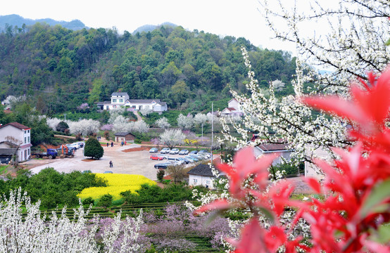 美丽乡村花满园