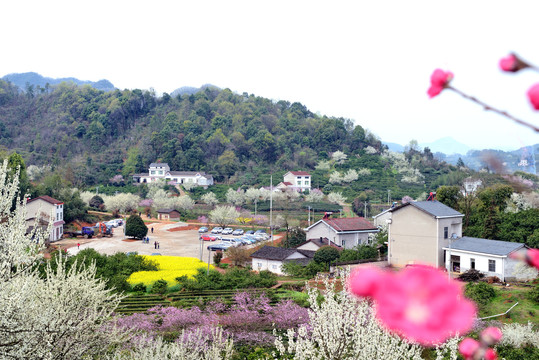 美丽乡村花满园