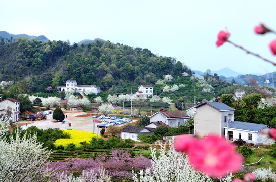 美丽乡村花满园