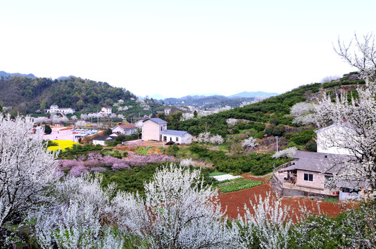 美丽乡村花满园