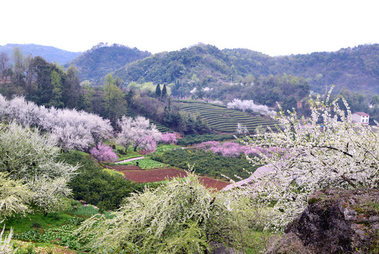 美丽乡村花满园