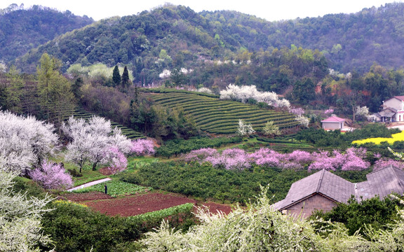 美丽乡村花满园