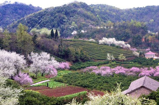 美丽乡村花满园