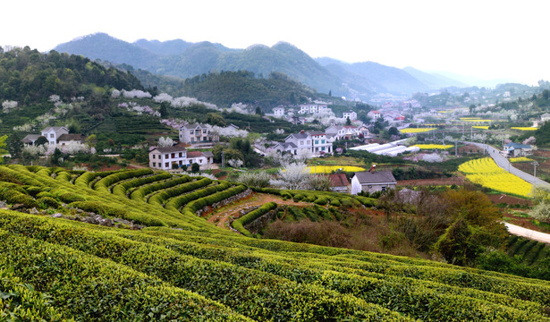 美丽乡村花满园