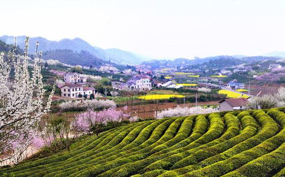 美丽乡村花满园