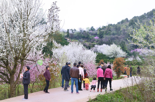 美丽乡村花满园