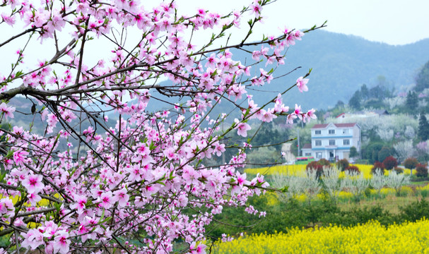 美丽乡村花满园