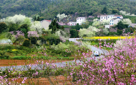 美丽乡村花满园