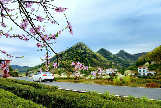 美丽乡村花满园