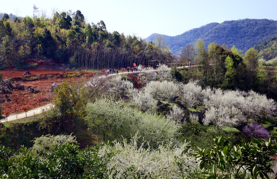 美丽乡村花满园