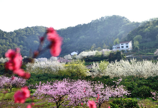 美丽乡村花满园