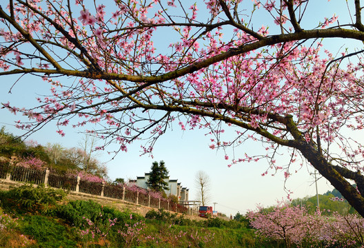 美丽乡村花满园