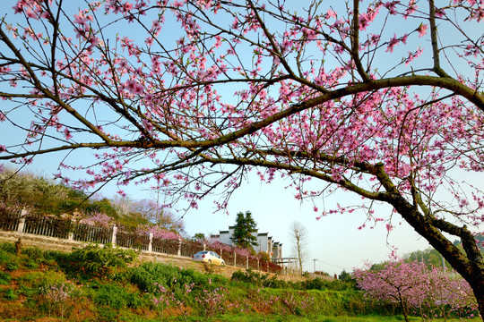 美丽乡村花满园