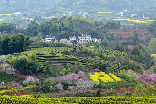 桃李花香美丽乡村