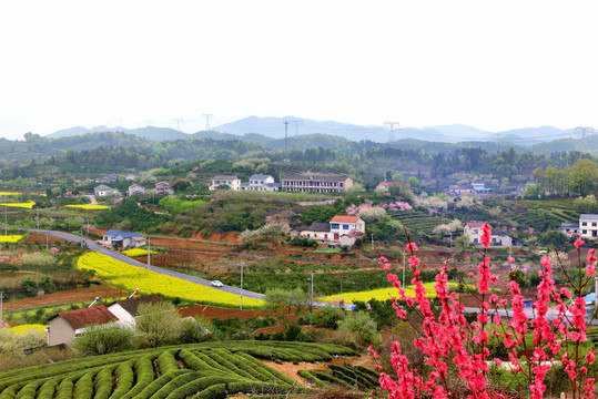 桃李花香美丽乡村