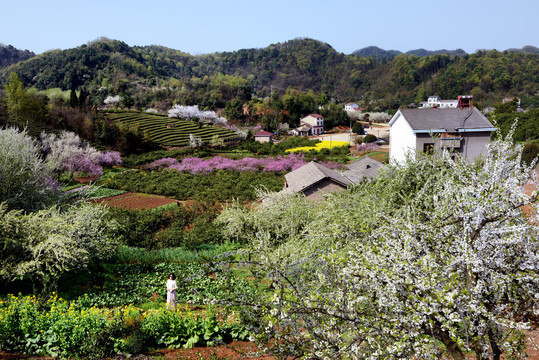 桃李花香春满园