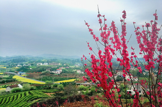 架桃李花香春满园