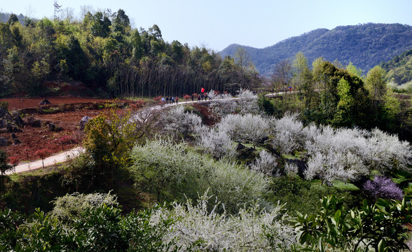 桃李花香春满园