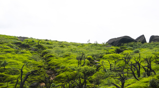 蓝山云冰山苔藓