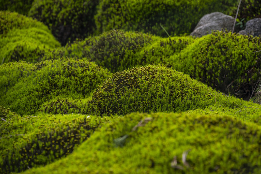 云冰山苔藓